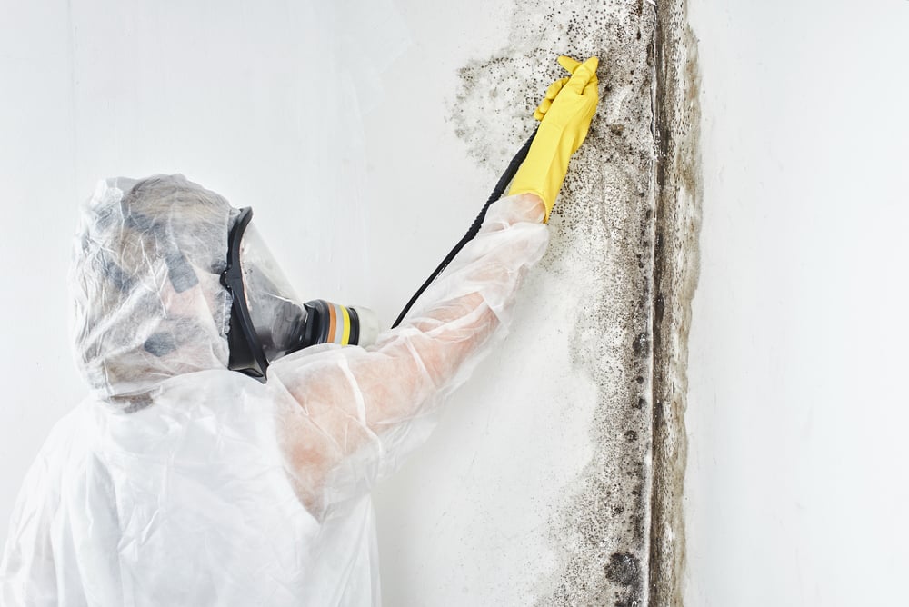 Professional mold remediation Ontario